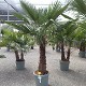 Viveros 2 : REF 107 TRACHYCARPUS FORTUNEI 60/80 DE TRONC