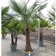 Viveros 2 : REF 108 TRACHYCARPUS FORTUNEI 80/100 DE TRONC