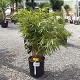 Viveros 2 : REF 34 FARGESIA RUFA POT DE 10 LITRES