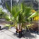 Viveros 2 : REF 129 WASHINGTONIA ROBUSTA GRUPO