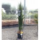 Viveros 2 : REF 18 CUPRESSUS TOTEM POT DE 10 LITRES 