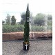 Viveros 2 : REF 19 CUPRESSUS TOTEM POT DE 18 LITRES