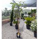 Viveros 2 : REF 38 FIGUIER FICUS CARICA POT DE 10 LITRES 