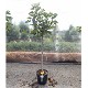 Viveros 2 : REF 40 FIGUIER FICUS CARICA POT DE 20 LITRES 