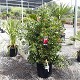 Viveros 2 : REF 4 CALLISTEMON LAEVIS POT DE 30 LITRES 