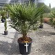 Viveros 2 : REF 8 CHAMAEROPS HUMILIS POT DE 25 LITRES 