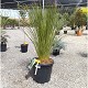 Viveros 2 : REF 28 DASYLIRION LONGIFOLIUM POT DE 25 LITRES