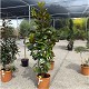 Viveros 2 : REF 47 MAGNOLIA GRANDIFLORA POT DE 25 LITRES 