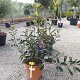 Viveros 2 : REF 87 PHOTINIA FRASERI 