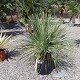 Viveros 2 : REF 133 YUCCA FILAMENTOSA LINEARIFOLIA POT DE 15 L