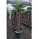 Viveros 2 : REF 180 TRACHYCARPUS FORTUNEI 160/180 DE TRONC
