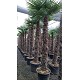Viveros 2 : REF 200 TRACHYCARPUS FORTUNEI 200/220 DE TRONC