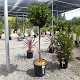 Viveros 2 : REF 1 ARBOUSIER DEMI TIGE POT DE 20 LITRES 