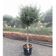 Viveros 2 : REF 61 OLIVIER TIGE POT DE 35 LITRES 