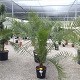 Viveros 2 : REF 82 PHOENIX CANARIENSIS POT DE 45 LITRES 
