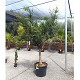 Viveros 2 : REF 95 GRENADIER POT DE 90 LITRES 