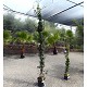 Viveros 2 : REF 97 JASMIN ÉTOILÉ POT DE 10 LITRES 