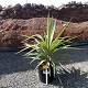 Viveros 2 : REF 136 YUCCA JEWEL POT DE 10 LITRES 