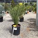 Viveros 2 : REF 25 DASYLIRION LONGIFOLIUM POT DE 10 LITRES 