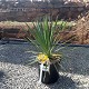 Viveros 2 : REF 138 YUCCA RIGIDA 