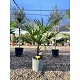 Viveros 2 : REF94 TRACHYCARPUS FORTUNEI 10/15 DE TRONC
