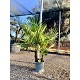 Viveros 2 : REF95 TRACHYCARPUS FORTUNEI MULTITRONCS 15 LITRES
