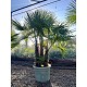 Viveros 2 : REF110 TRACHYCARPUS FORTUNEI MULTITRONCS 90 LITRES