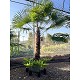 Viveros 2 : REF111 TRACHYCARPUS FORTUNEI 120/140 DE TRONC