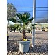 Viveros 2 : REF112 TRACHYCARPUS WAGNERIANUS 15/20 DE TRONC