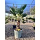 Viveros 2 : REF114 TRACHYCARPUS WAGNERIANUS 30/40 DE TRONC