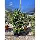 Viveros 2 : REF115 VIBURNUM LUCIDUM POT DE 18 LITRES