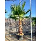 Viveros 2 : REF120 WASHINGTONIA ROBUSTA POT DE 70 LITRES 