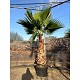 Viveros 2 : REF121 WASHINGTONIA ROBUSTA 110 LITRES