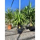 Viveros 2 : REF122 YUCCA ELEPHANTIPES POT DE 15 LITRES