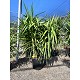 Viveros 2 : REF123 YUCCA ELEPHANTIPES POT DE 30 LITRES
