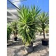 Viveros 2 : REF124 YUCCA ELEPHANTIPES POT DE 90 LITRES 