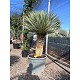 Viveros 2 : REF134 YUCCA ROSTRATA POT DE 70 LITRES