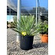 Viveros 2 : REF136 YUCCA LINEARIFOLIA POT DE 10 LITRES
