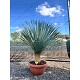 Viveros 2 : REF135 YUCCA ROSTRATA COUPE DE 60CM