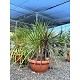 Viveros 2 : REF137 CORDYLINE MIX GRUPO COUPE DE 60CM