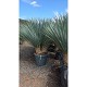 Viveros 2 : REF141 YUCCA ROSTRATA DOUBLE TRONCS 35 LITRES