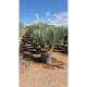Viveros 2 : REF142 YUCCA ROSTRATA DOUBLE TRONCS 45 LITRES 