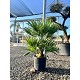 Viveros 2 : REF7 CHAMAEROPS HUMILIS POT DE 10 LITRES