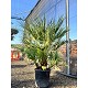 Viveros 2 : REF9 CHAMAEROPS HUMILIS POT DE 20 LITRES