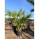 Viveros 2 : REF11 CHAMAEROPS HUMILIS POT DE 30 LITRES 