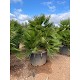 Viveros 2 : REF143 CHAMAEROPS HUMILIS POT DE 375 LITRES 