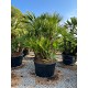 Viveros 2 : REF144 CHAMAEROPS HUMILIS POT DE 500 LITRES