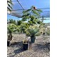 Viveros 2 : REF1 ALBIZIA JULIBRISSIN POT DE 10 LITRES 