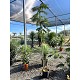 Viveros 2 : REF2 ALBIZIA JULIBRISSIN TRONC HAUT POT DE 10 LTS
