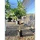 Viveros 2 : REF12 CITRONNIER / MANDARINIER / ORANGER POT 10 LT